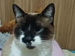 Gato raça SRD-ViraLata idade 6 ou mais anos nome Linda