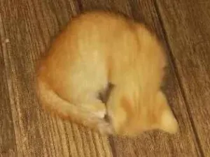 Gato raça SRD-ViraLata idade Abaixo de 2 meses nome paçoca 