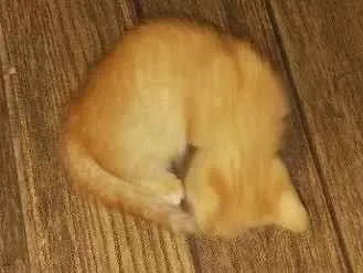 Gato raça SRD-ViraLata idade Abaixo de 2 meses nome paçoca 