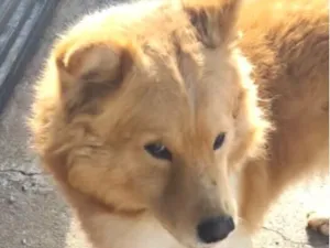 Cachorro raça Chow Chow idade 7 a 11 meses nome Vitório 