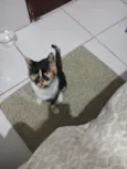 Amora