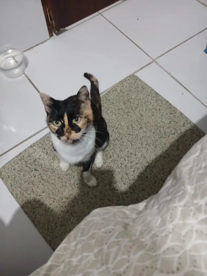 Gato raça SRD-ViraLata idade 2 a 6 meses nome Amora