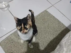 Gato raça SRD-ViraLata idade 2 a 6 meses nome Amora