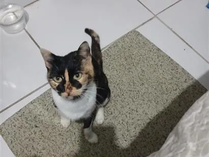 Gato raça SRD-ViraLata idade 2 a 6 meses nome Amora
