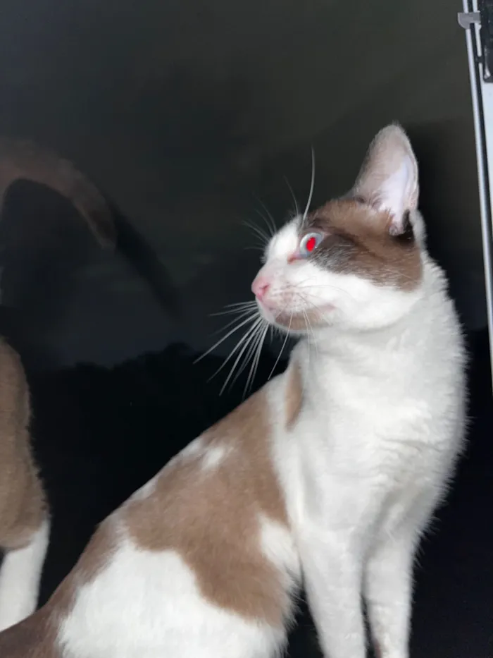 Gato raça SRD-ViraLata idade 1 ano nome Sem nome