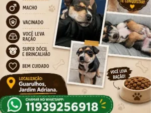 Cachorro raça SRD-ViraLata idade Abaixo de 2 meses nome pitu