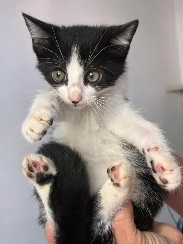 Gato raça SRD-ViraLata idade Abaixo de 2 meses nome Nanquim