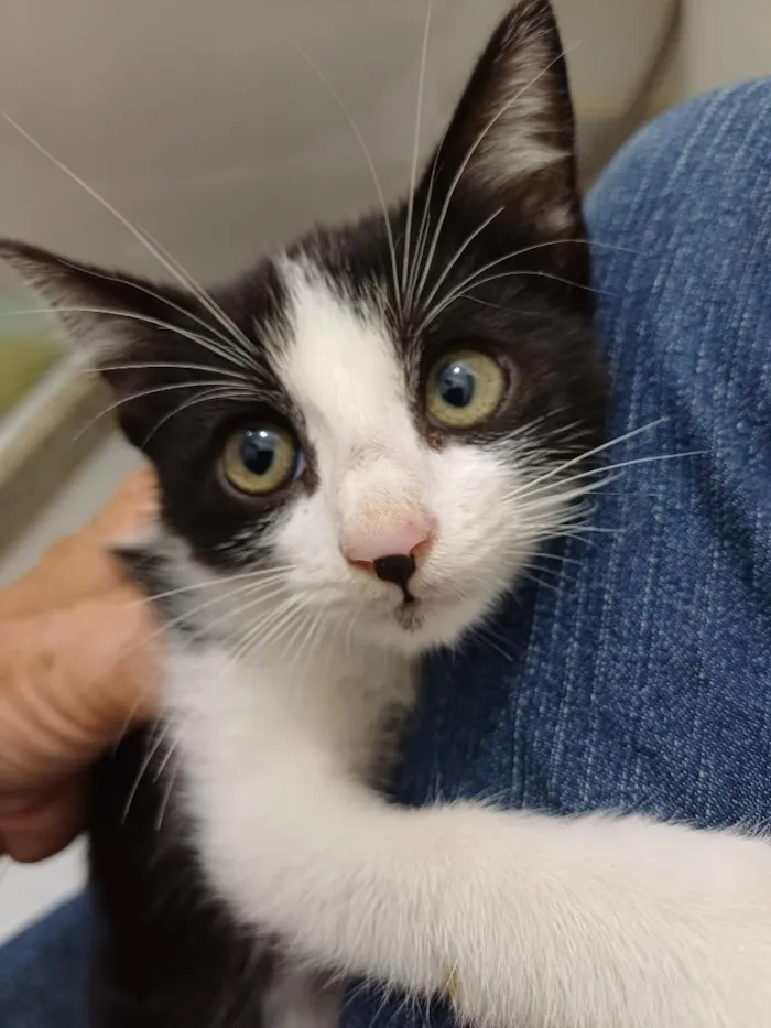 Gato raça SRD-ViraLata idade Abaixo de 2 meses nome Nanquim