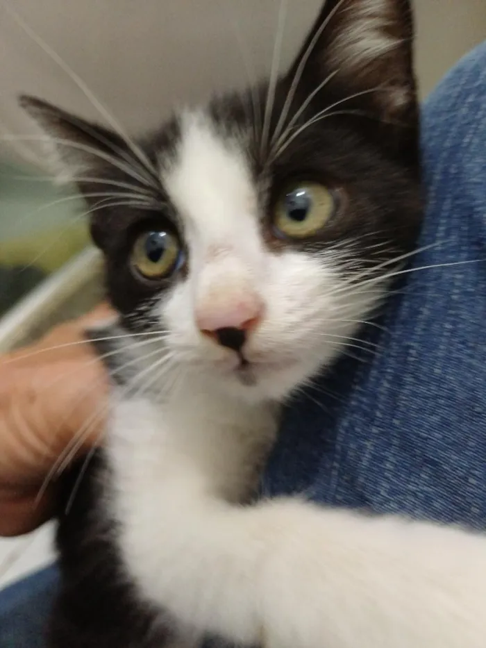 Gato raça SRD-ViraLata idade Abaixo de 2 meses nome Nanquim