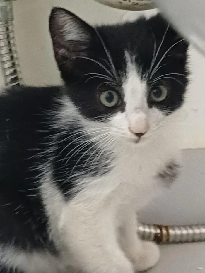 Gato raça SRD-ViraLata idade Abaixo de 2 meses nome Nanquim