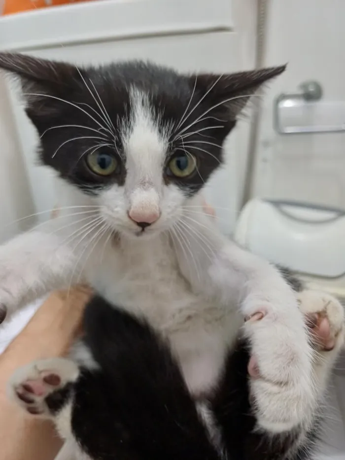 Gato raça SRD-ViraLata idade Abaixo de 2 meses nome Nanquim