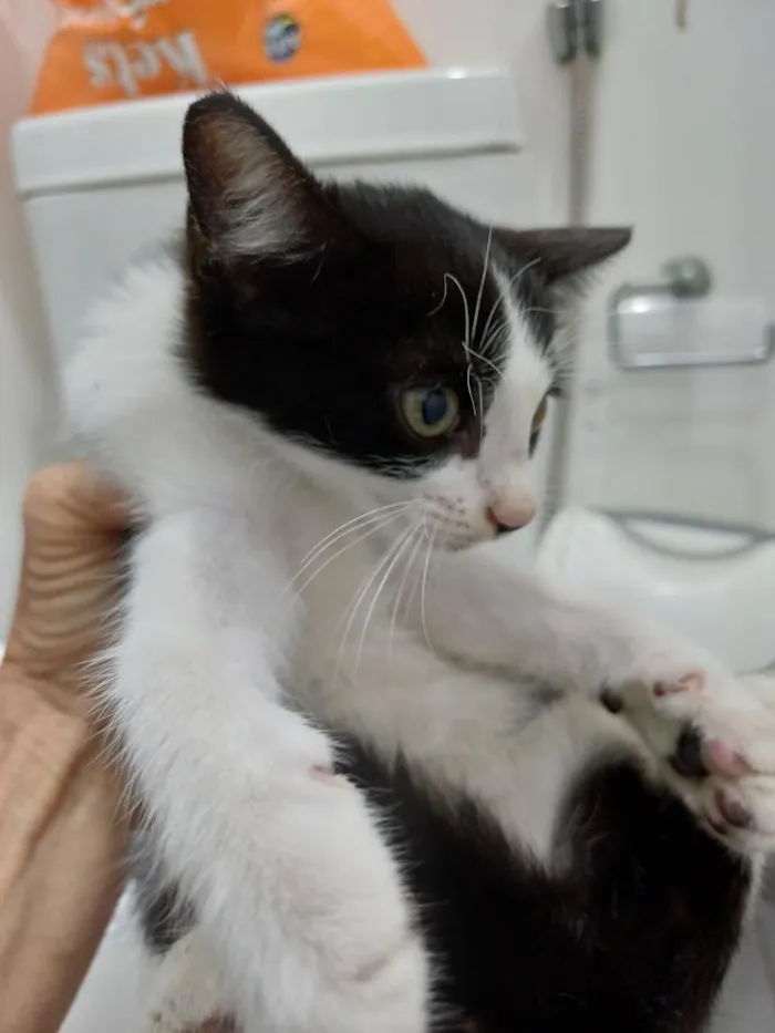 Gato raça SRD-ViraLata idade Abaixo de 2 meses nome Nanquim