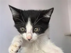 Gato raça SRD-ViraLata idade Abaixo de 2 meses nome Nanquim