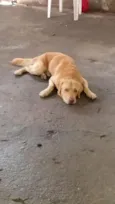 Simba