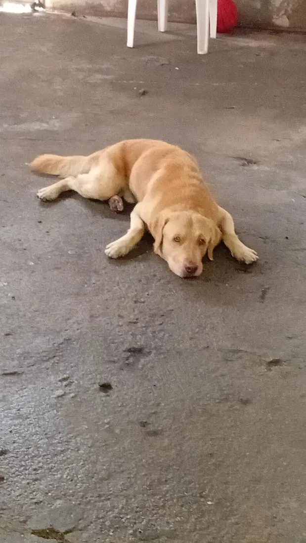 Cachorro raça Labrador idade 5 anos nome Simba