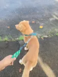 Simba