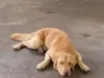 Simba