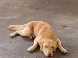 Cachorro raça Labrador idade 5 anos nome Simba