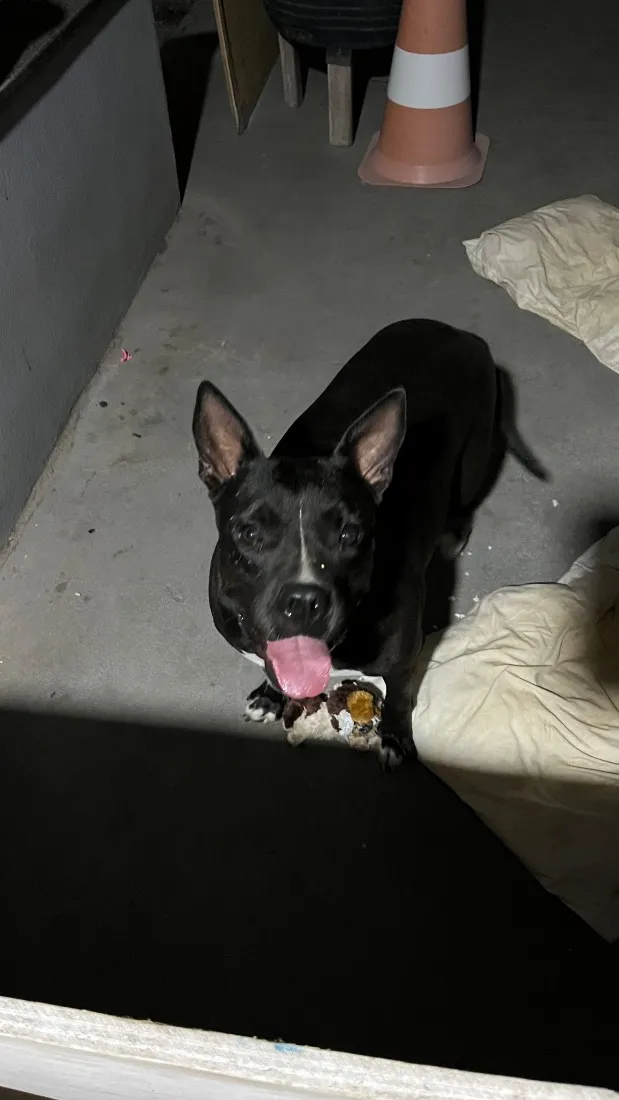 Cachorro raça Pit-Bull idade 2 anos nome Hanna