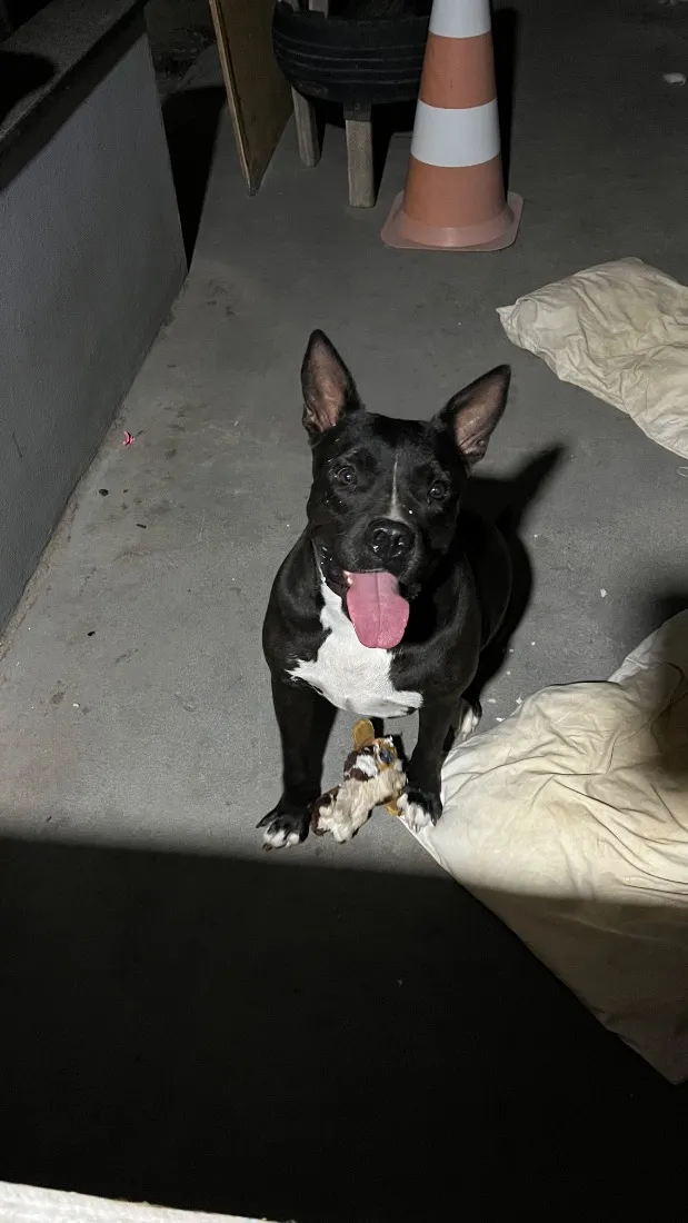 Cachorro raça Pit-Bull idade 2 anos nome Hanna