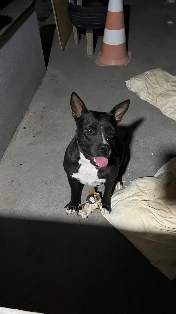 Cachorro raça Pit-Bull idade 2 anos nome Hanna