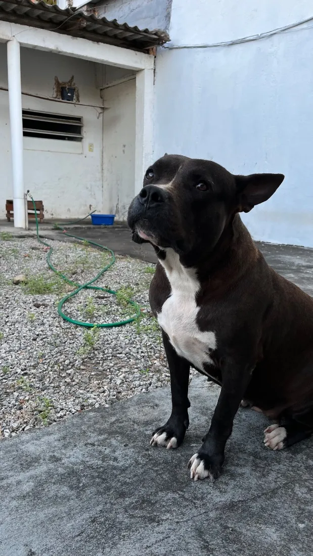 Cachorro raça Pit-Bull idade 2 anos nome Hanna