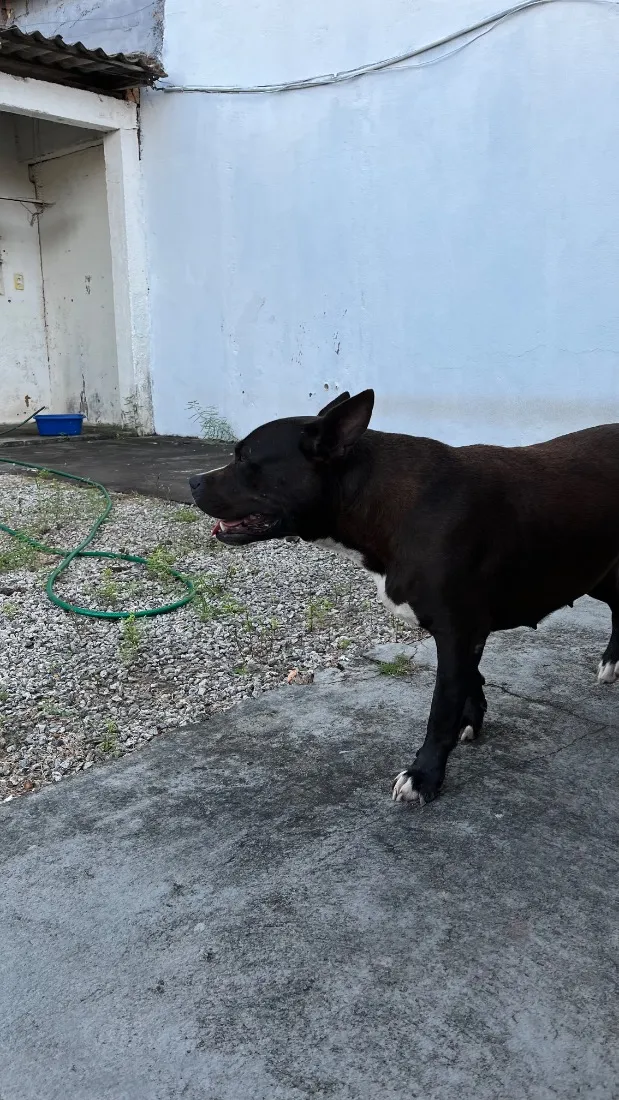 Cachorro raça Pit-Bull idade 2 anos nome Hanna