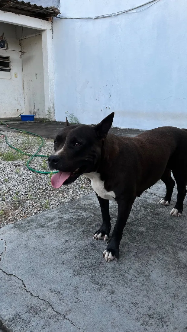 Cachorro raça Pit-Bull idade 2 anos nome Hanna