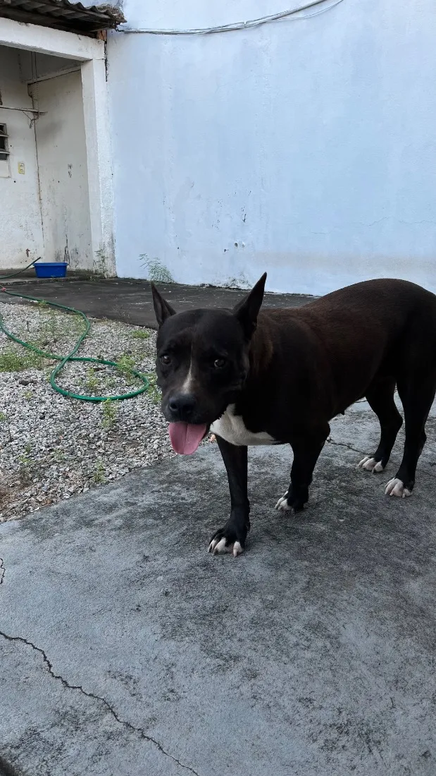 Cachorro raça Pit-Bull idade 2 anos nome Hanna