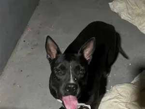 Cachorro raça Pit-Bull idade 2 anos nome Hanna