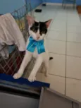 Pepita
