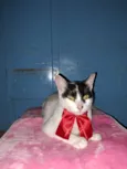 Pepita