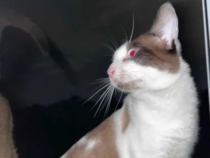 Gato raça SRD-ViraLata idade 1 ano nome Sem nome