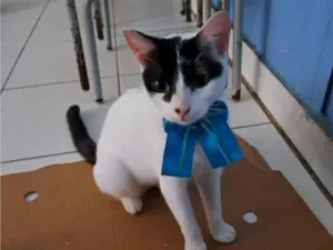 Gato raça SRD-ViraLata idade 1 ano nome Pepita