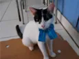 Pepita
