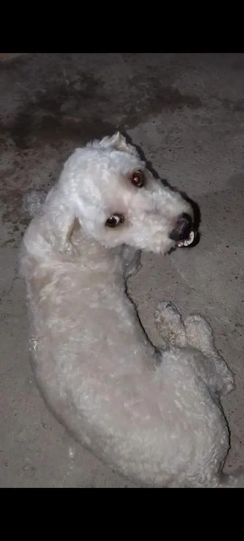 Cachorro raça Poodle idade 6 ou mais anos nome atende por laion