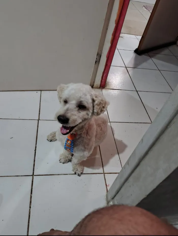 Cachorro raça Poodle idade 6 ou mais anos nome atende por laion
