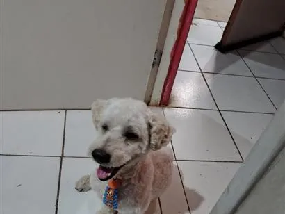 Cachorro raça Poodle idade 6 ou mais anos nome atende por laion