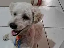 Cachorro raça Poodle idade 6 ou mais anos nome atende por laion