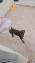 cacau