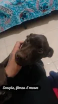 cacau