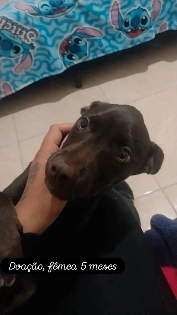 Cachorro raça SRD-ViraLata idade 1 ano nome cacau