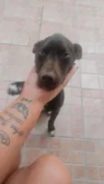 cacau