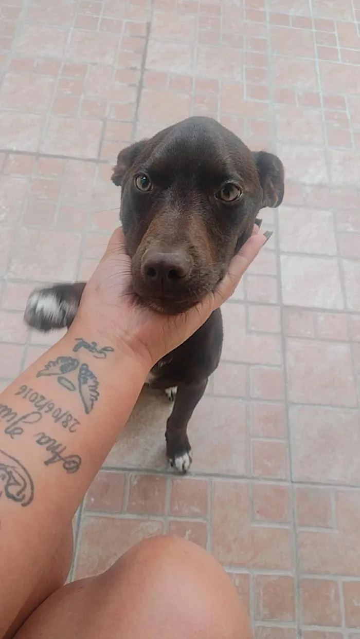 Cachorro raça SRD-ViraLata idade 1 ano nome cacau