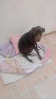 cacau