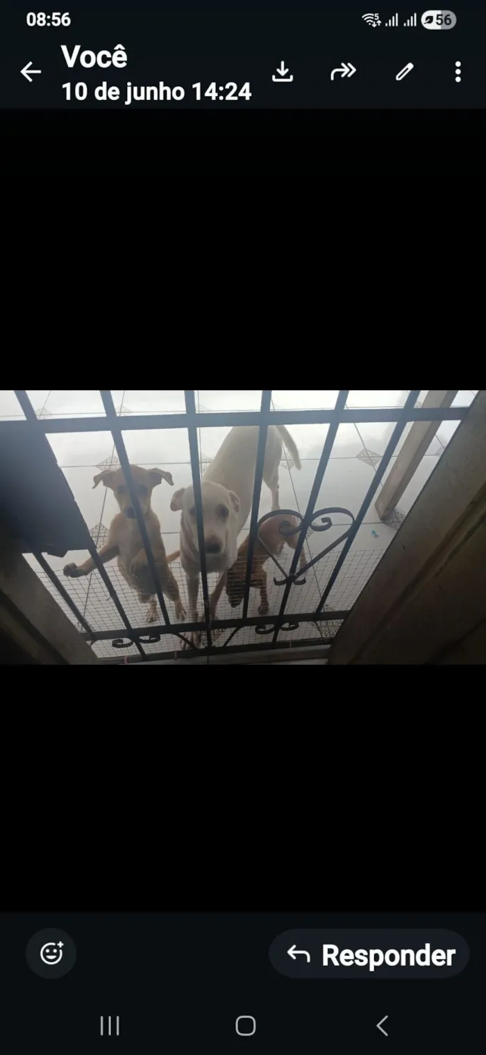 Cachorro raça SRD-ViraLata idade 2 a 6 meses nome nao tem nome