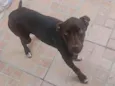 cacau