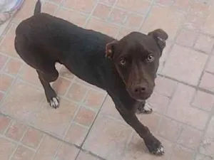 Cachorro raça SRD-ViraLata idade 1 ano nome cacau