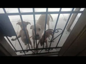 Cachorro raça SRD-ViraLata idade 2 a 6 meses nome nao tem nome