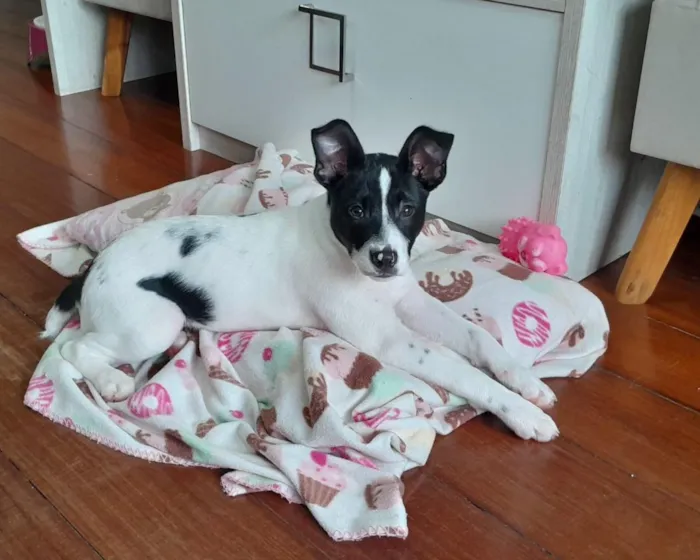 Cachorro raça SRD-ViraLata idade 2 a 6 meses nome Amora